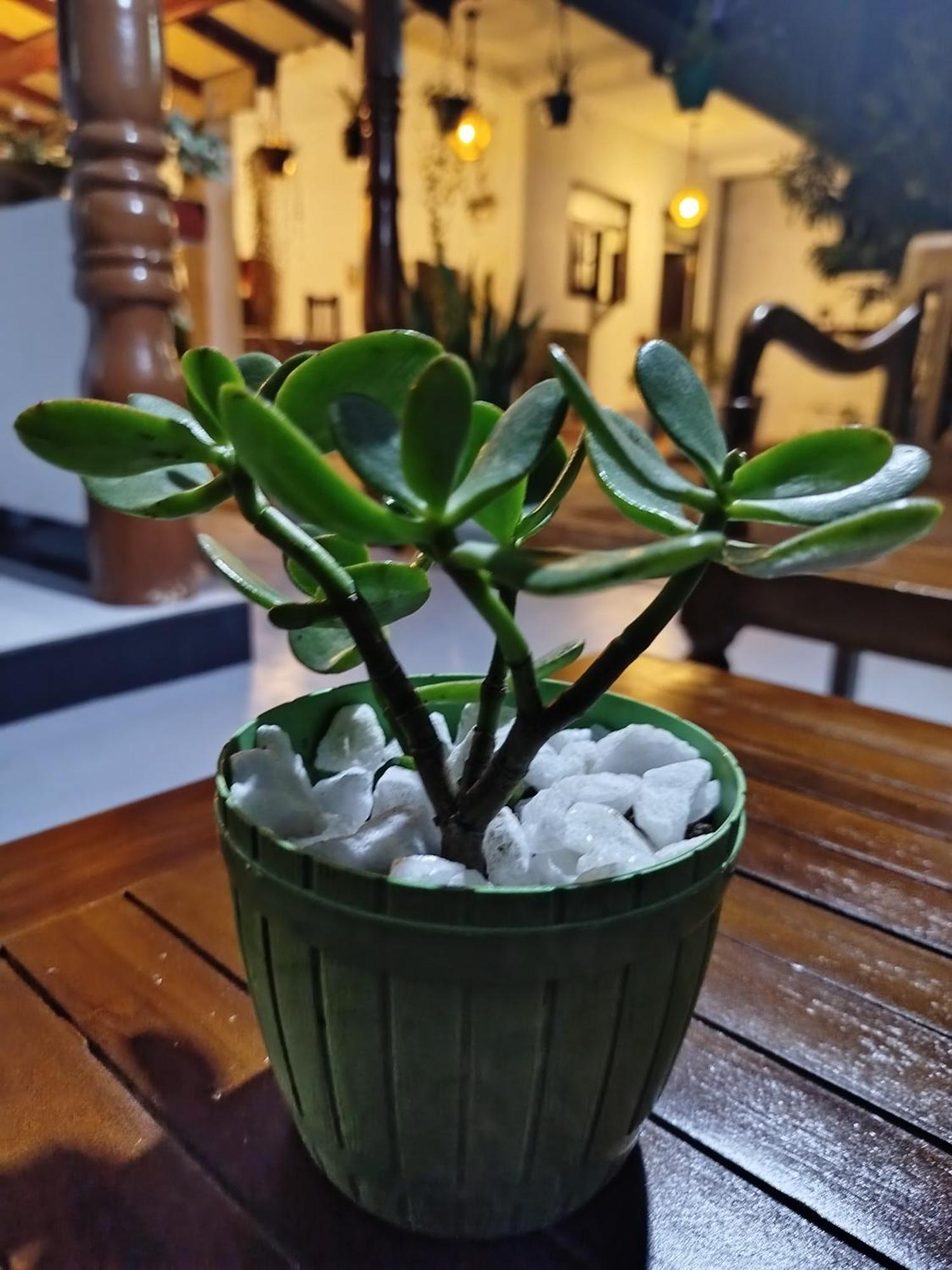 Little Villa Guest House Ahangama Εξωτερικό φωτογραφία
